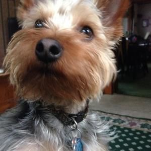 Meet your Posher, Benjamin